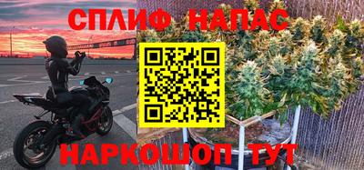 гашик Кингисепп